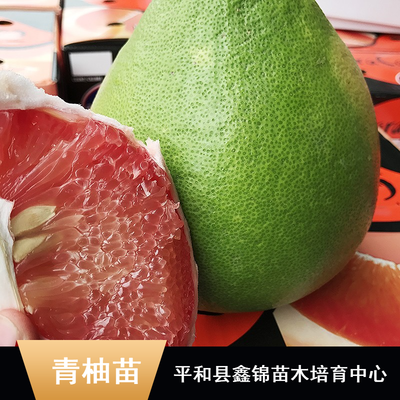 東南亞特色柚子苗木批發(fā)指南 純正馬來(lái)西亞青柚苗、無(wú)籽雞尾青柚苗、泰國(guó)紅寶石柚子苗及水晶青柚苗價(jià)格解析