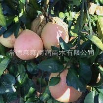 2019年湖北柚子樹(shù)苗廠商報(bào)價(jià)與批發(fā)市場(chǎng)動(dòng)態(tài)